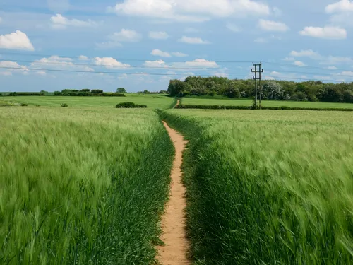 This landscape photograph captures a rolling path winding through a lush wheat field, with vibrant green crops swaying in the warm air of an early summer afternoon. The rural scene showcases the heart of agriculture, with fields stretching out into the distance under a sky dotted with clouds. Power lines cross the view in the middle ground, emphasizing the connection between rural areas and modern infrastructure. The healthy wheat crops lining the path confirm the agricultural focus of the image, making it a vivid representation of countryside life and the importance of farming during the summer season.